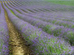 Баварски пътешественик – с дъх на лавандула Германия отблизо