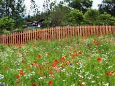 Баварски пътешественик – Айбзее